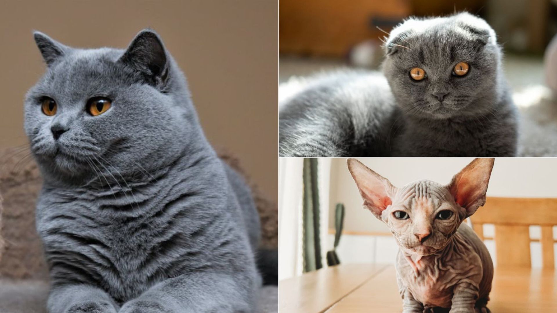 13 Cat Breeds Least Friendly To Strangers