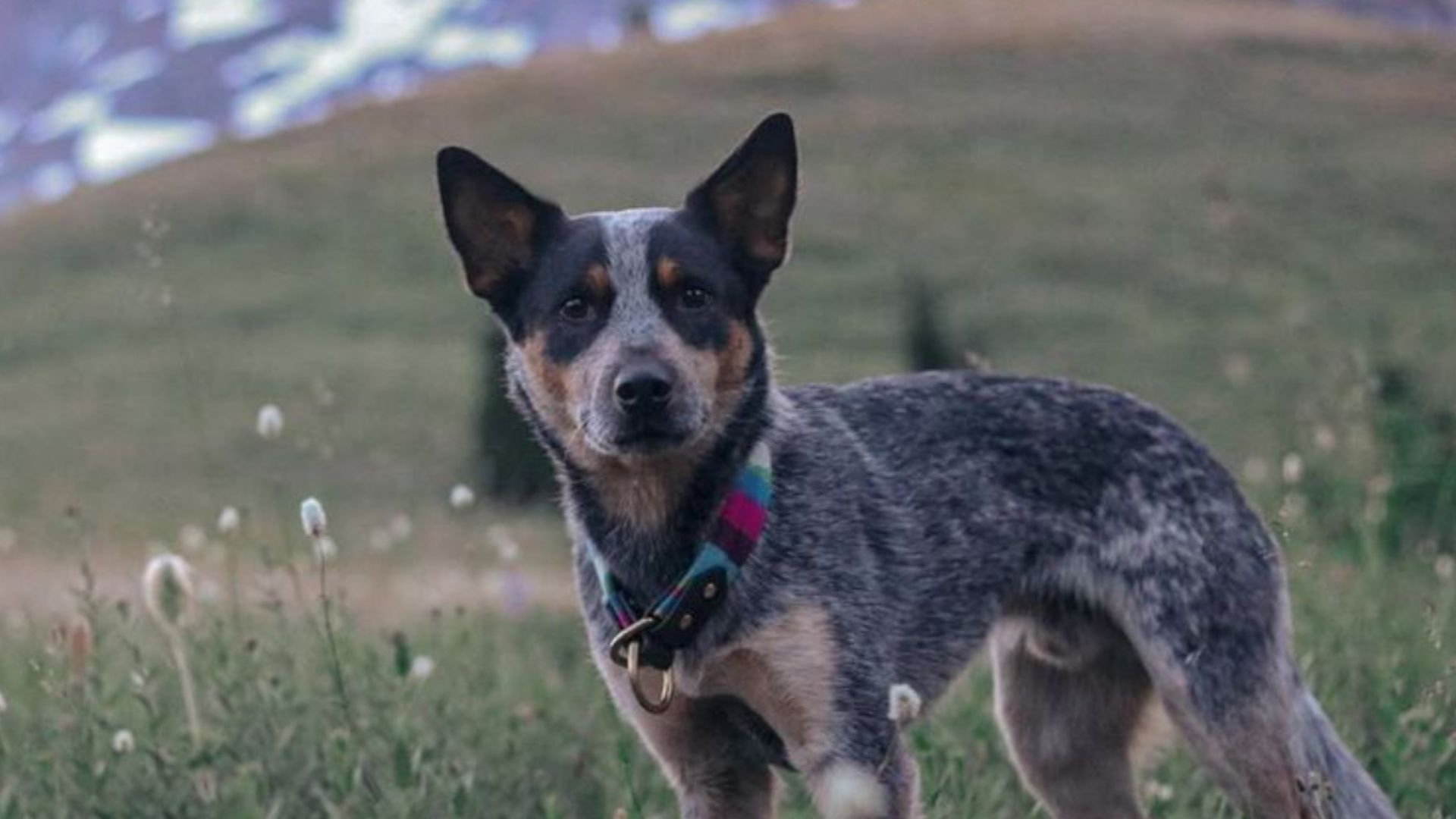 13 Essential Facts About The Blue Heeler The Australian Cattle Dog