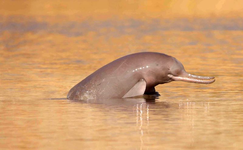 Freshwater Dolphins