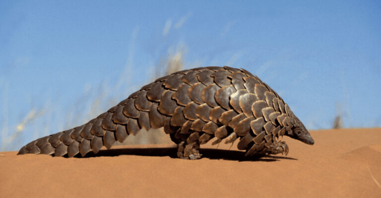 13 Extinctions Happening Now That Could Threaten Our Existence