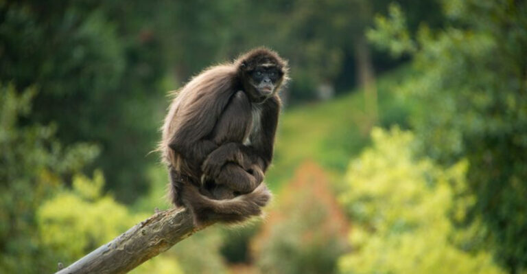 13 Fascinating Facts About The Endangered Brown Spider Monkey