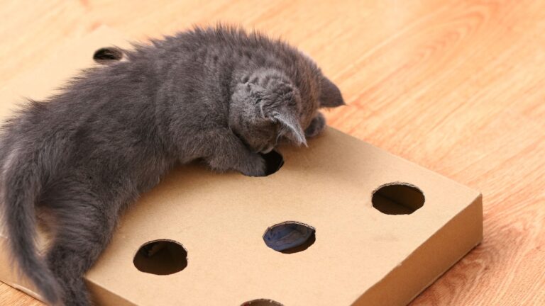 13 Fun And Easy DIY Toys Your Cat Will Adore