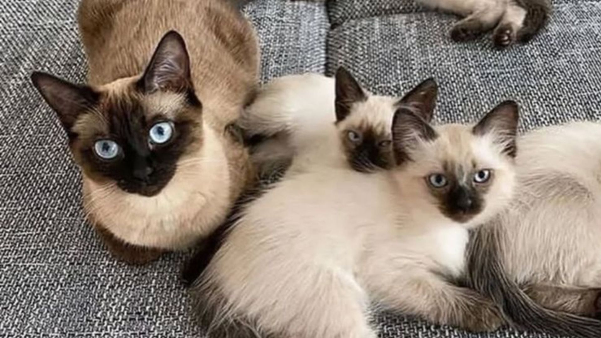 13 Fun Facts About Siamese Cats’ History And Personality