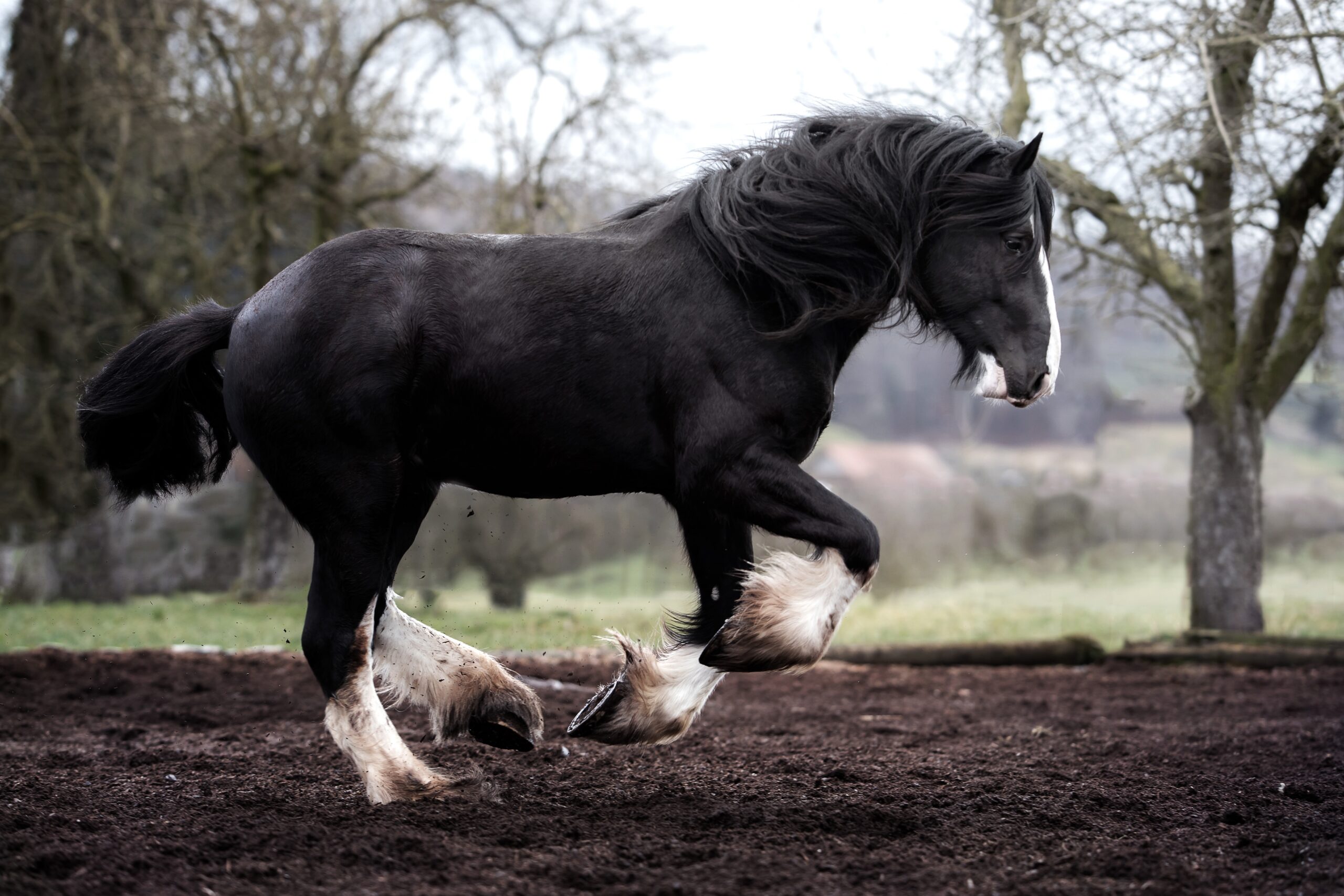 13 Giant Horse Breeds That Are Making A Big Return Despite The Risks