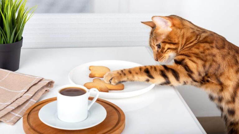 13 Hidden Household Hazards That Can Harm Your Cat