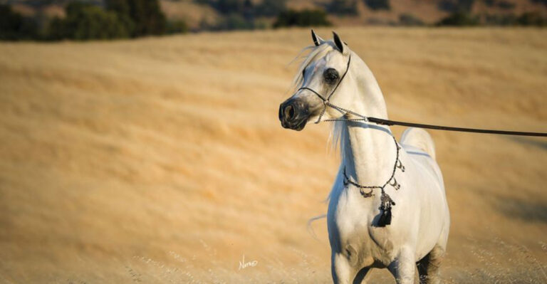 13 Horse Breeds That Have The Most Surprising Traits And Abilities