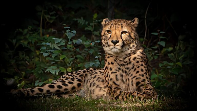 13 Interesting Facts About Cheetahs That Would Even Impress A Cat