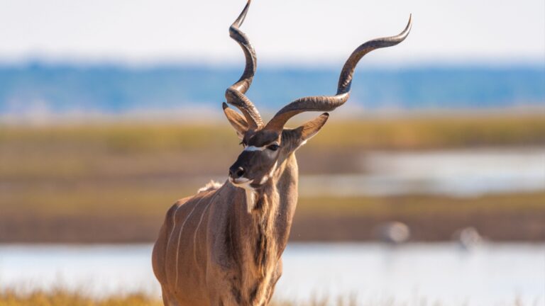 13 Interesting Facts That Set The Kudu Apart From Other Animals