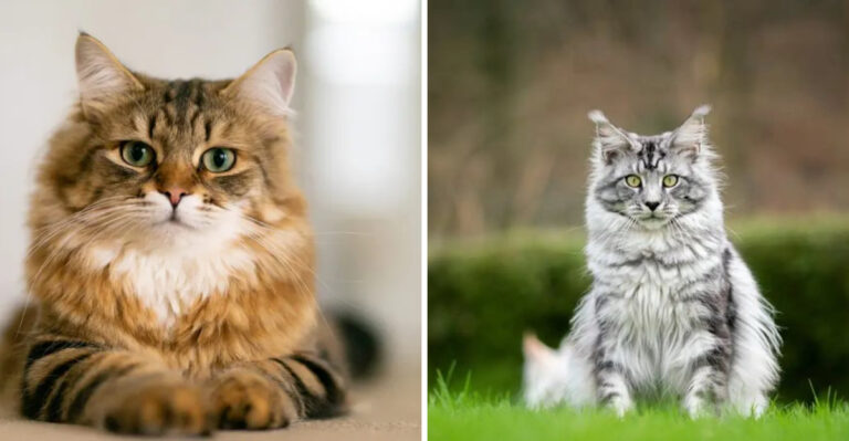 13 Key Differences Between Siberian Cats And Maine Coons