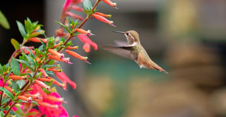 13 Mistakes That Are Driving Hummingbirds Away From Your Yard