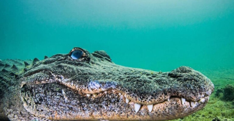 13 Most Dangerous Reptiles In North America