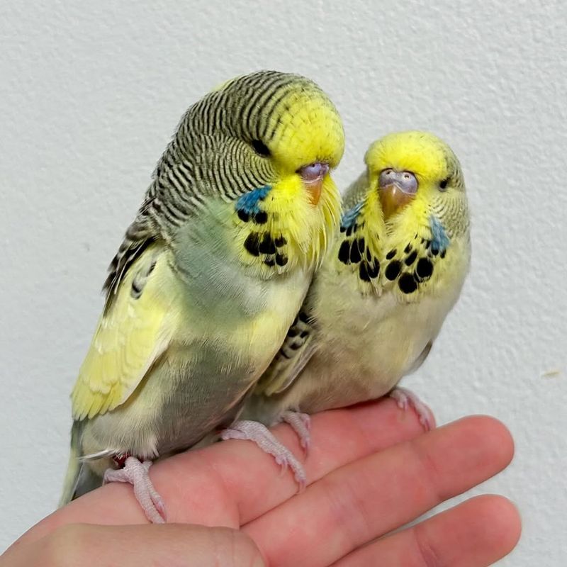 Budgerigars