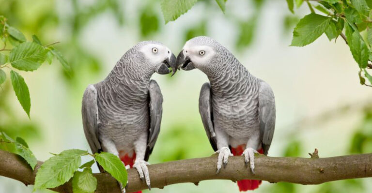 13 Pet Birds That Require A Companion (And 6 That Consider You As Their Companion)