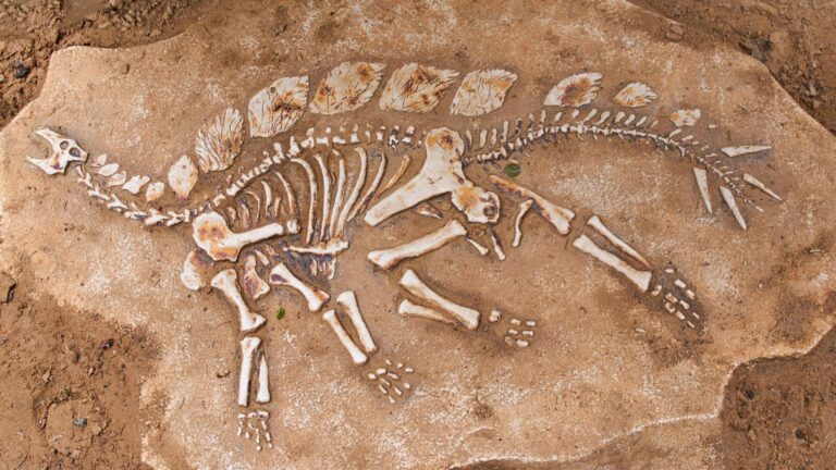 13 Places To See Dinosaur Fossils In The U.S.