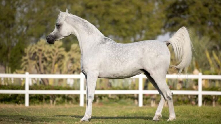 13 Reasons Arabian Horses Are The Supermodels Of The Equine World