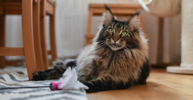 13 Reasons Not To Get A Maine Coon Cat