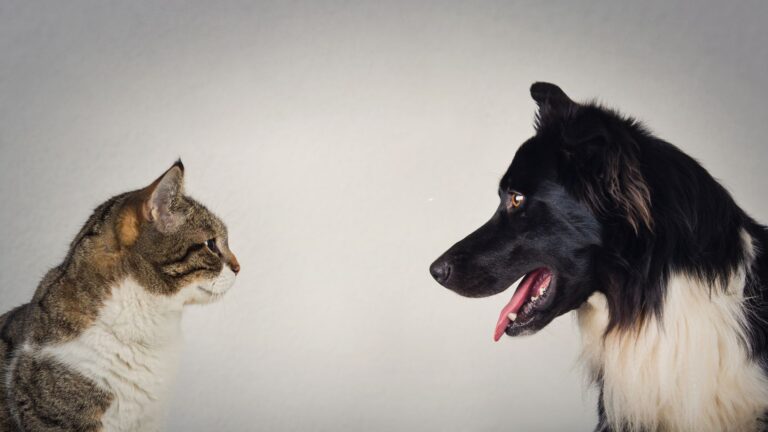 13 Reasons Why Cats Are Easier Pets Than Dogs