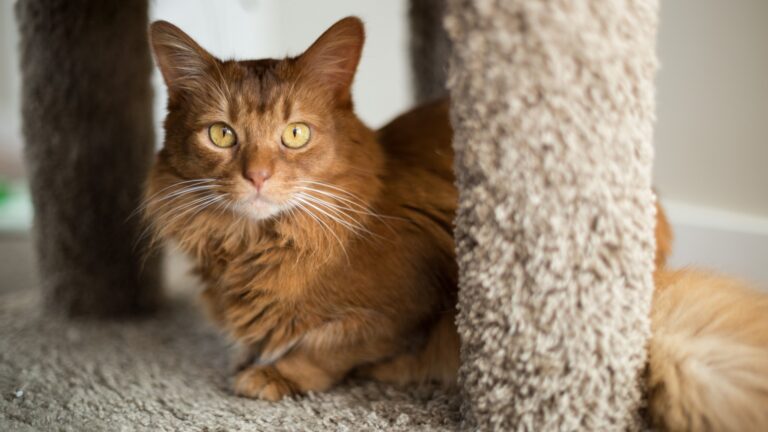13 Reasons Why Somali Cats Are The Ultimate Feline Firecrackers