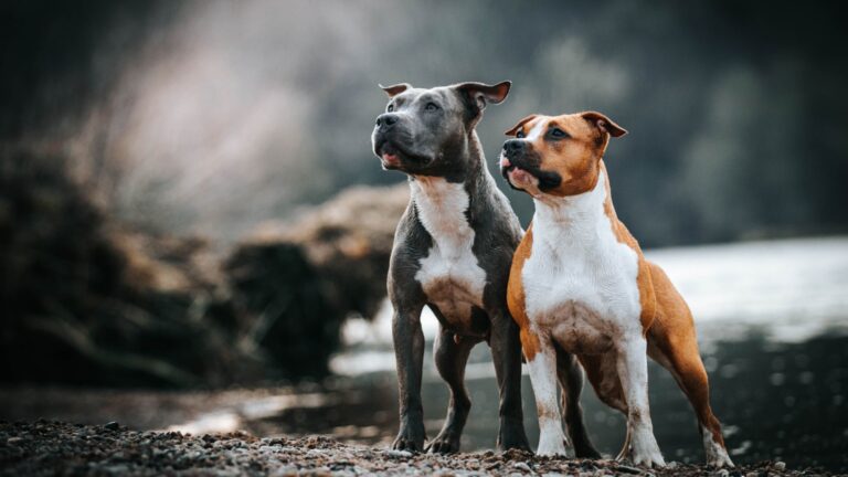 13 Reasons Why The American Staffordshire Terrier Is So Misunderstood
