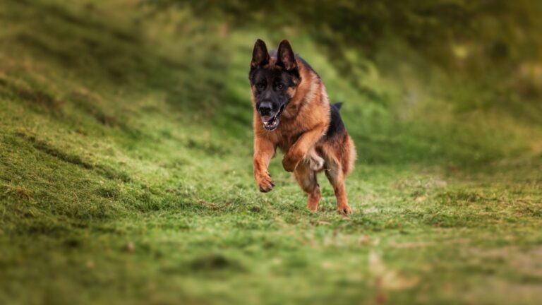13 Safe And Proven Methods To Stop A Charging Dog