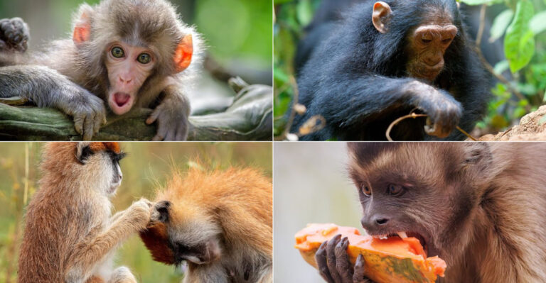 13 Signs Us Humans May Have Actually Descended From Monkeys