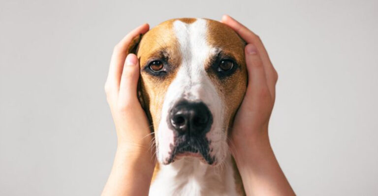 13 Sounds Dogs Hate