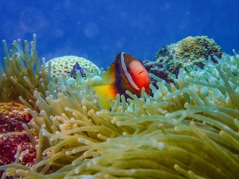 Clownfish And Sea Anemone