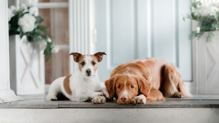 13 Things To Consider Before Getting Multiple Dogs