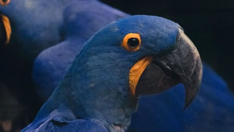 13 Things To Know Before Owning Hyacinth Macaw As A Pet