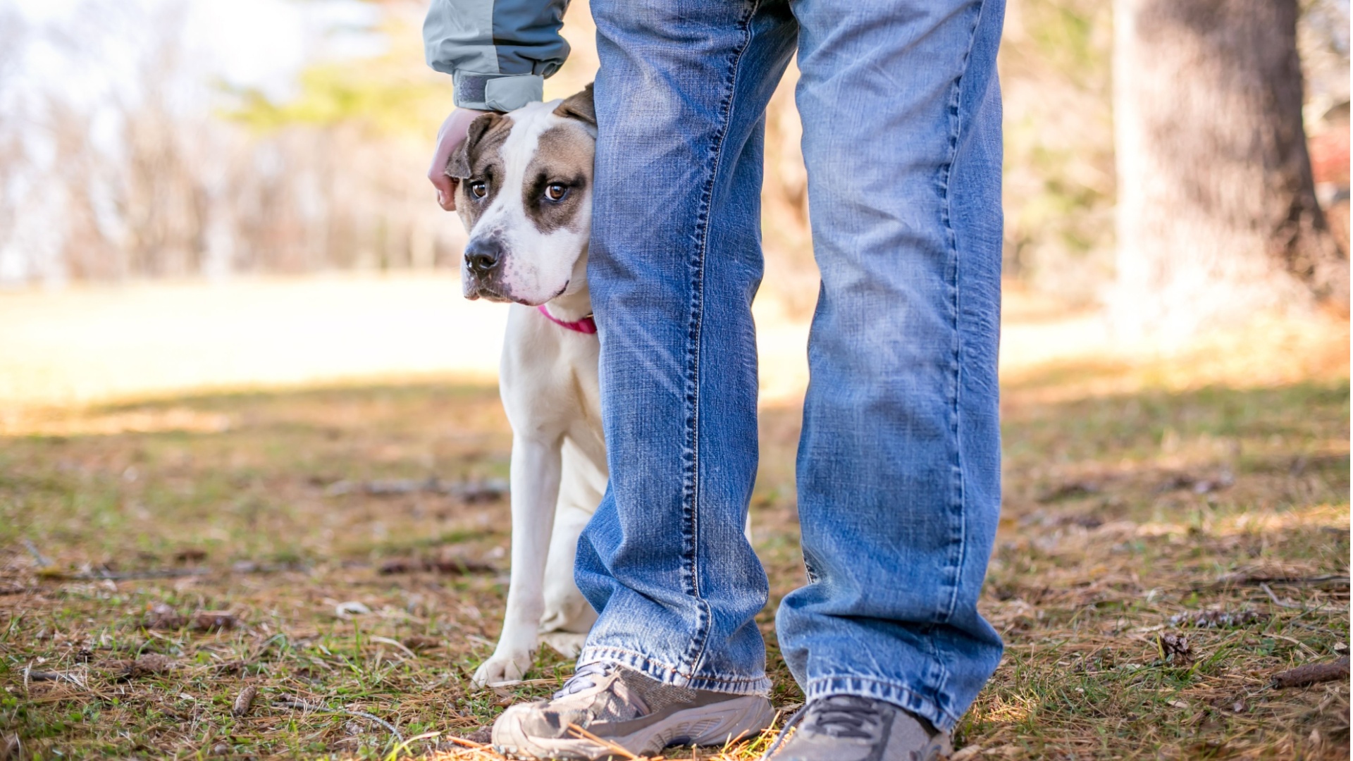 13 Things You Shouldn’t Do When Your Dog’s Acting Nervous