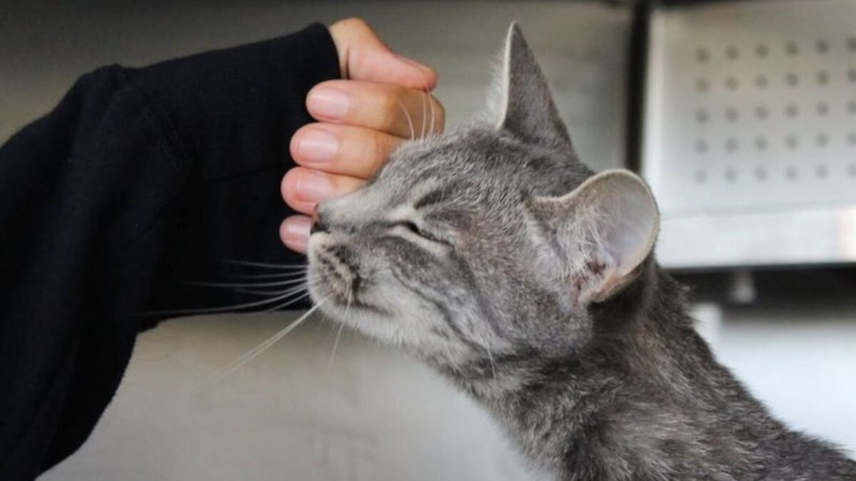 13 Warning Signs Your Cat Is Suffering From Separation Anxiety