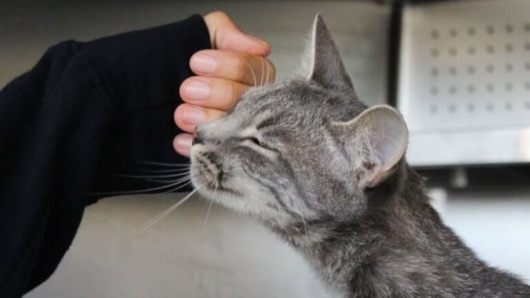 13 Warning Signs Your Cat Is Suffering From Separation Anxiety