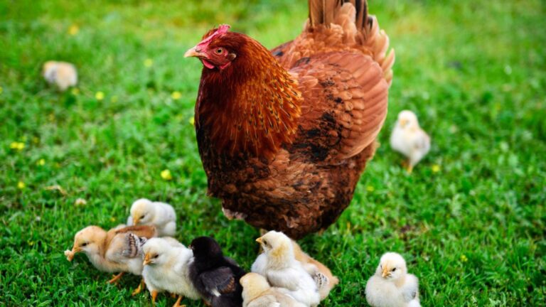 12 Ways Chickens Differ From Usual Pet Birds