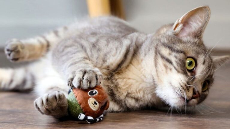 13 Ways To Strengthen The Bond Between You And Your Cat