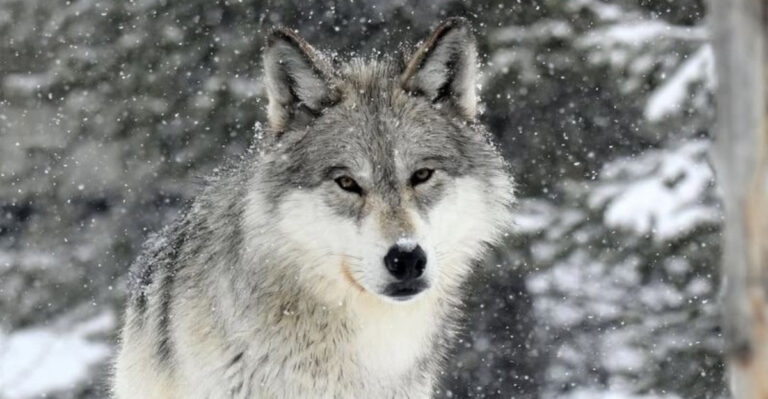 13 Wild Animals Famous For Their Intelligence, But Cannot Be Good Pets