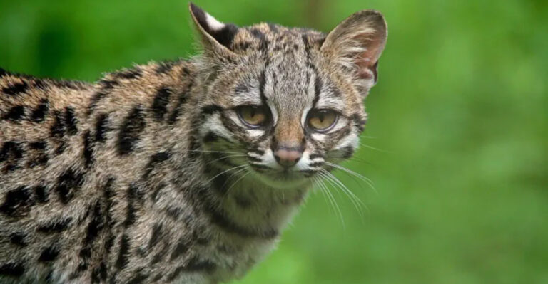 13 Wild Cat Species That Are Smaller Than House Cats