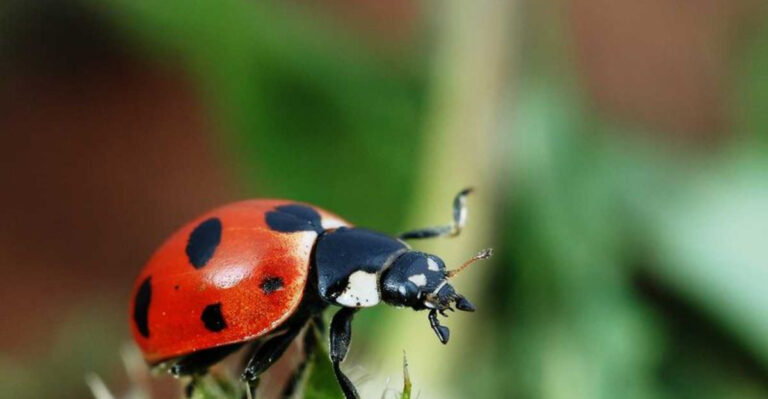 14 Animals That Can Stay Frozen In Time (And How They Do It)
