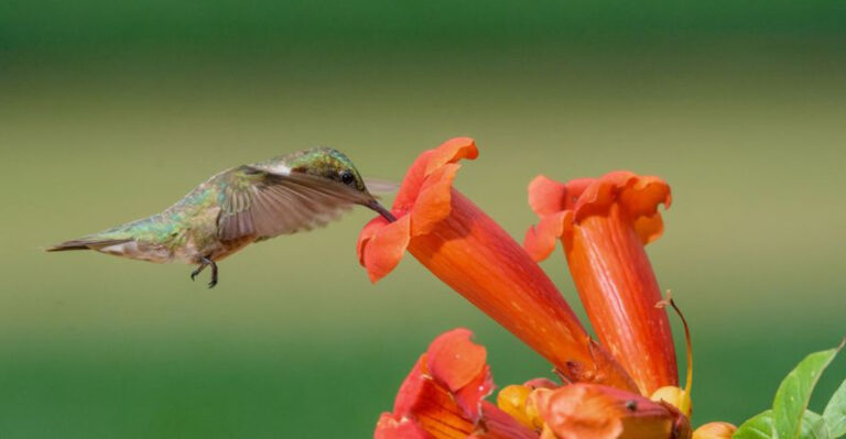 14 Best Hanging Plants That Attract Hummingbirds