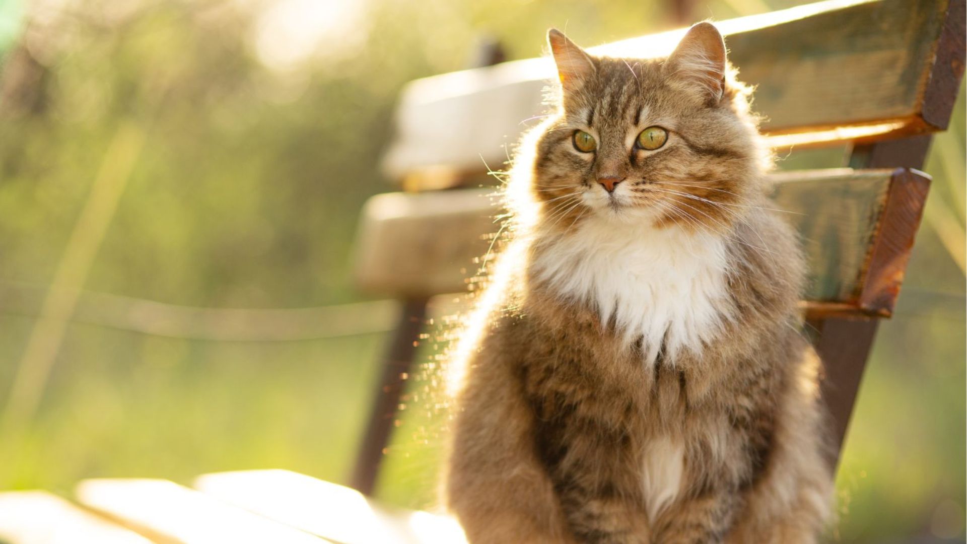 14 Best Locations To Feed Stray Cats And Keep Them Coming Back