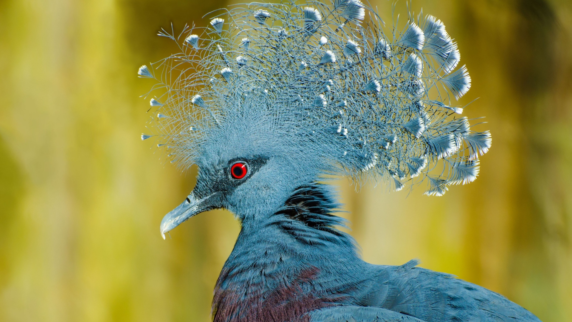 14 Birds With Feathers That Look Like They’re Painted