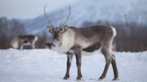 14 Creatures That Can See Colors Humans Can’t