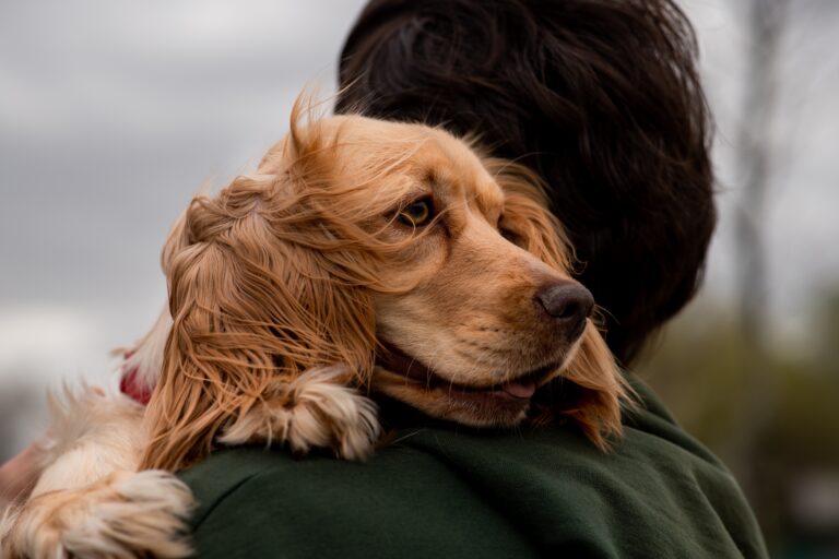 14 Dog Breeds That Are Struggling More Than Others In Modern Life