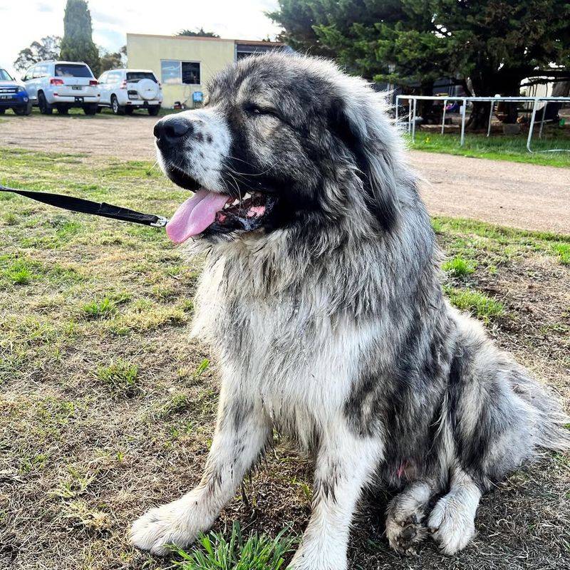 Caucasian Shepherd