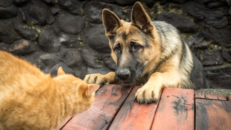 14 Dog Breeds That Usually Don’t Like Cats