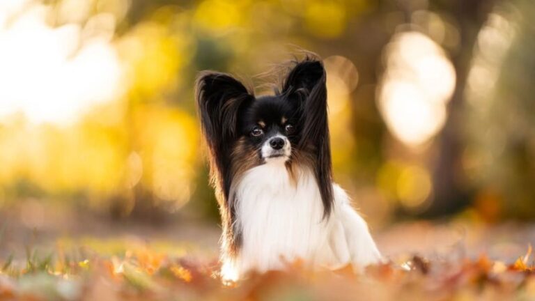 14 Dog Breeds With Unexpectedly Silky Coats