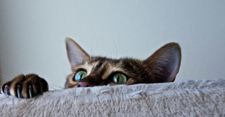 14 Everyday Challenges That Come With Having A Cat