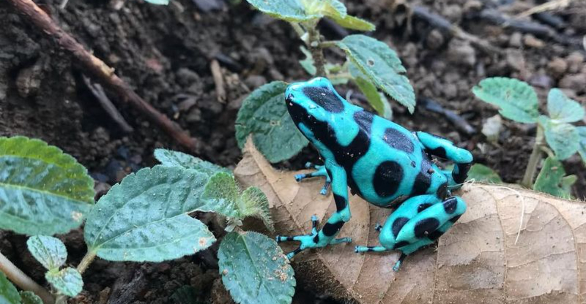 14 Exotic Frogs That Are Surprisingly Popular As Pets