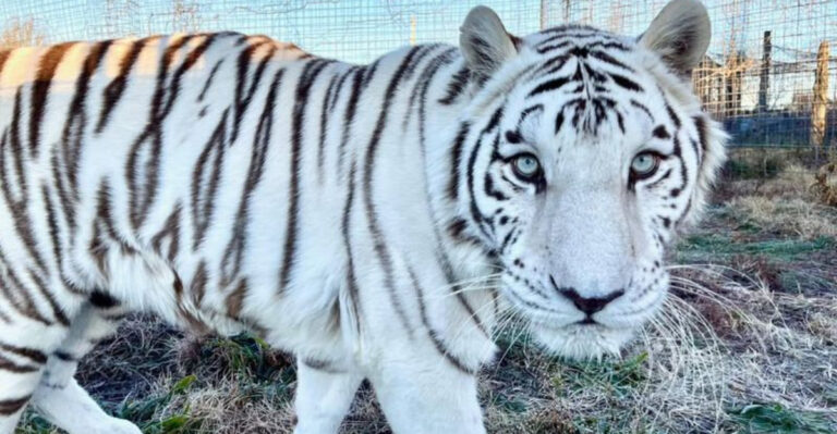 14 Fascinating Facts About White Tigers
