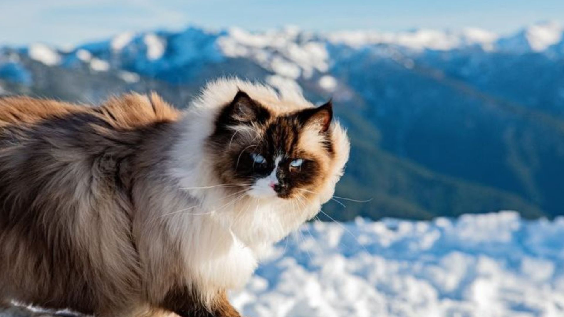 14 Fascinating Ways Cats Adapt To Seasonal Changes