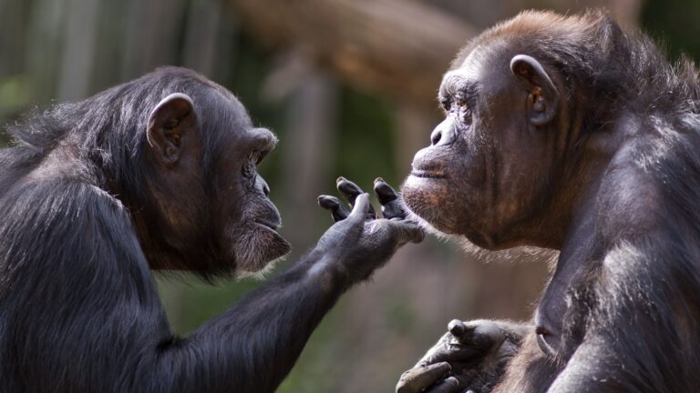 14 Fascinating Ways Chimps Display Human-Like Intelligence